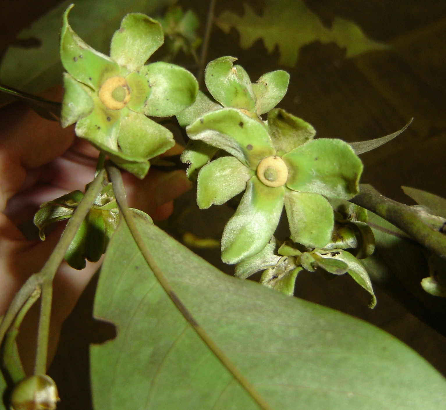 Guatteria sp.jpg